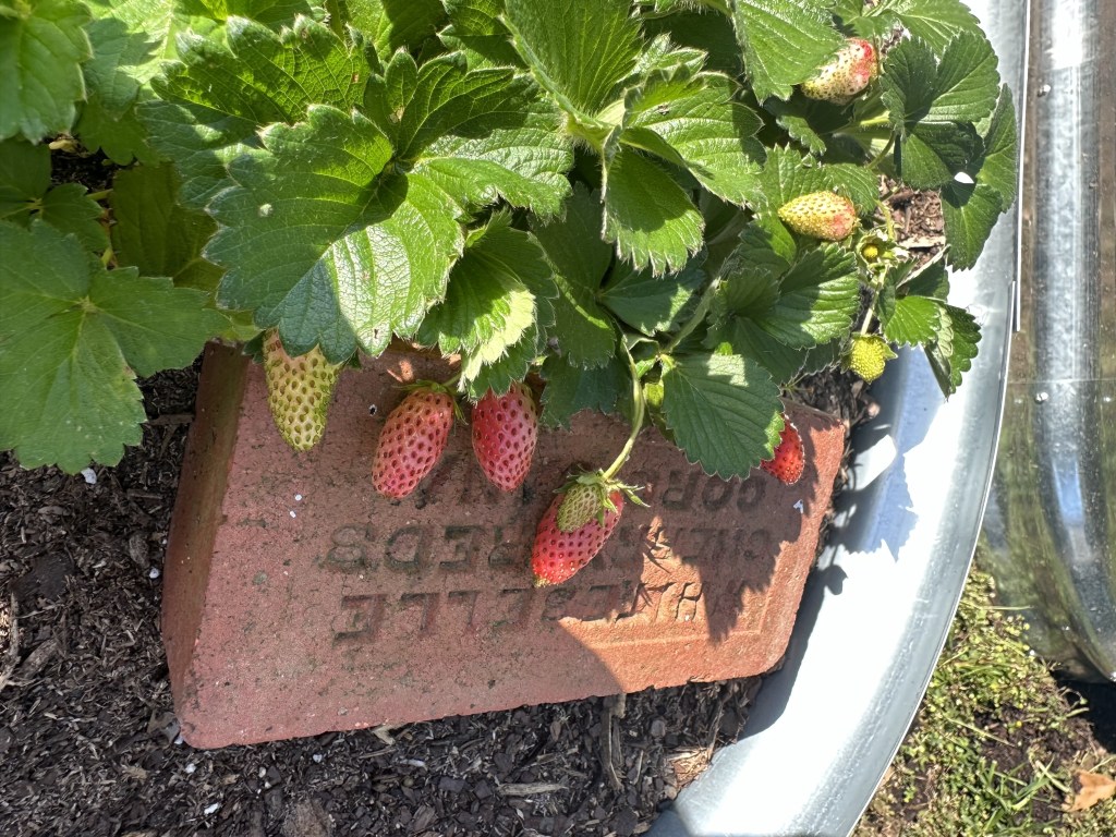 Lessons from the Garden: Sunlight, Water, Space, and&nbsp;Companions.